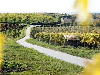 Weg zwischen Weingärten | © Urlaub am Winzerhof / weinfranz.at