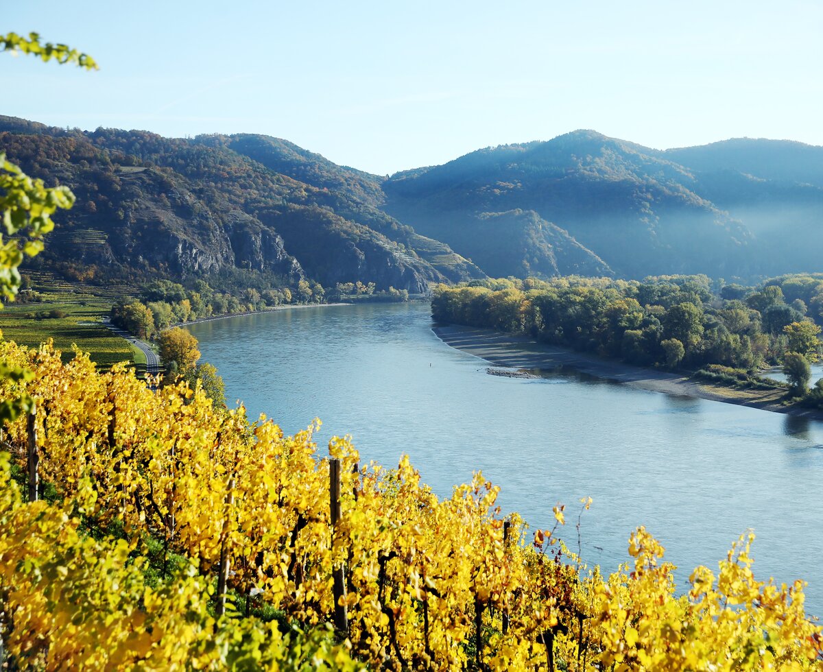 Weingarten im Herbst in der Wachau | © Urlaub am Winzerhof / weinfranz.at