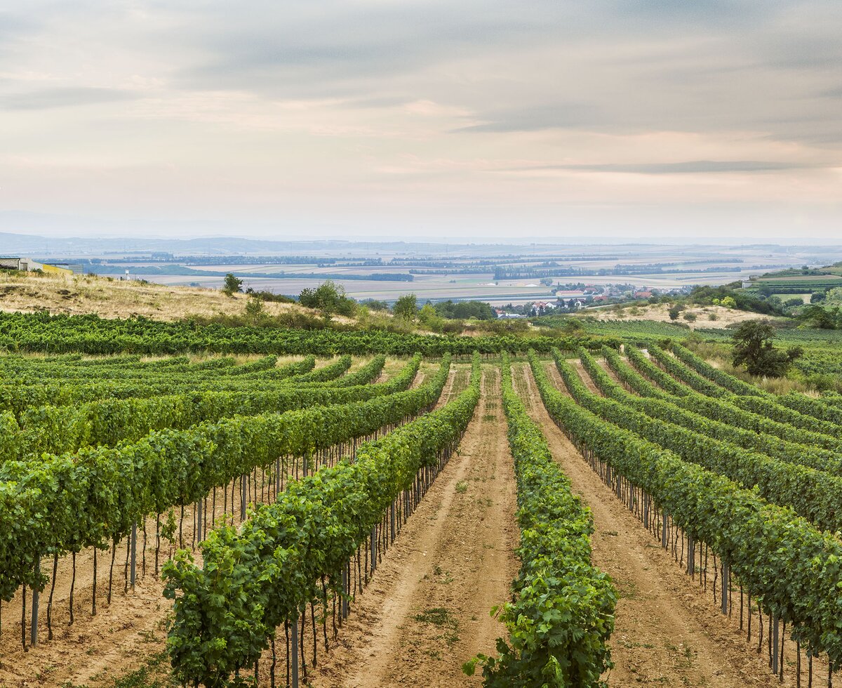 Weingärten Weinviertel | © Niederösterreich Werbung / Michael Liebert