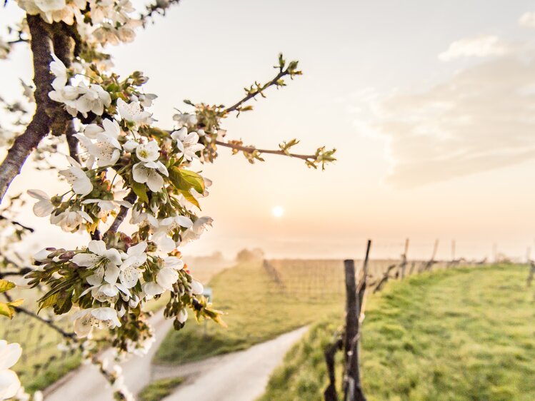 Baumblüte Weinfrühling im Traisental | © Niederösterreich Werbung / Robert Herbst