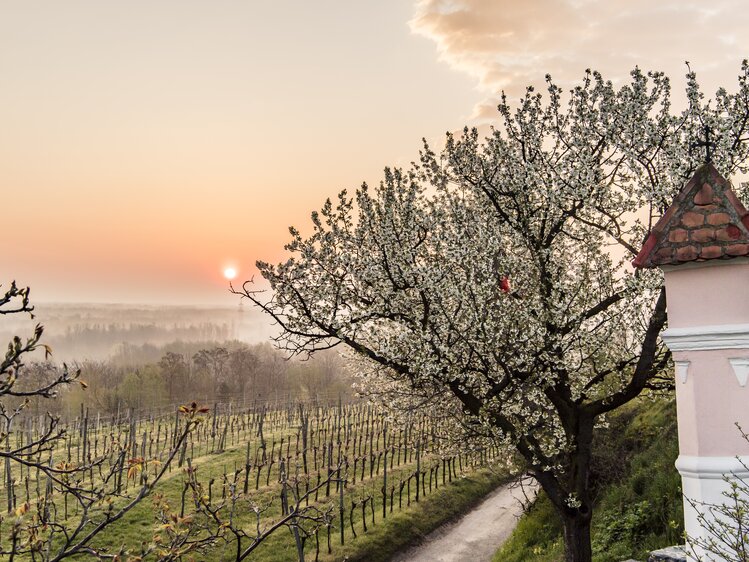 Weingarten im Frühling mit Matterl | © Niederösterreich Werbung / Robert Herbst