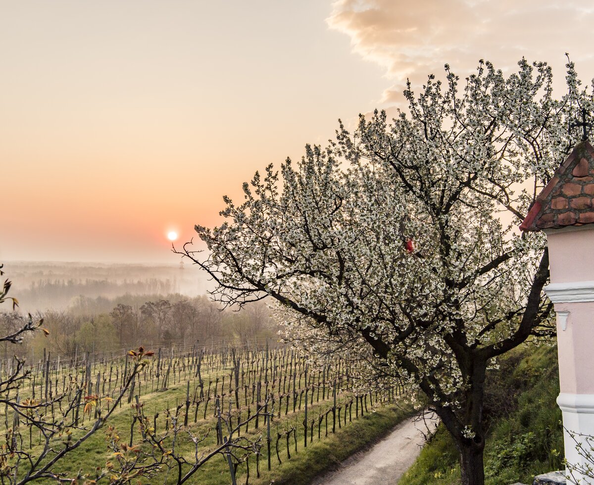 Weingarten im Frühling mit Matterl | © Niederösterreich Werbung / Robert Herbst