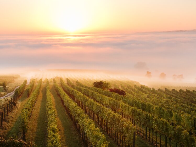 Morgenstimmung im Traisental bei der Weinlese | © Niederösterreich Werbung / schwarz-koenig.at