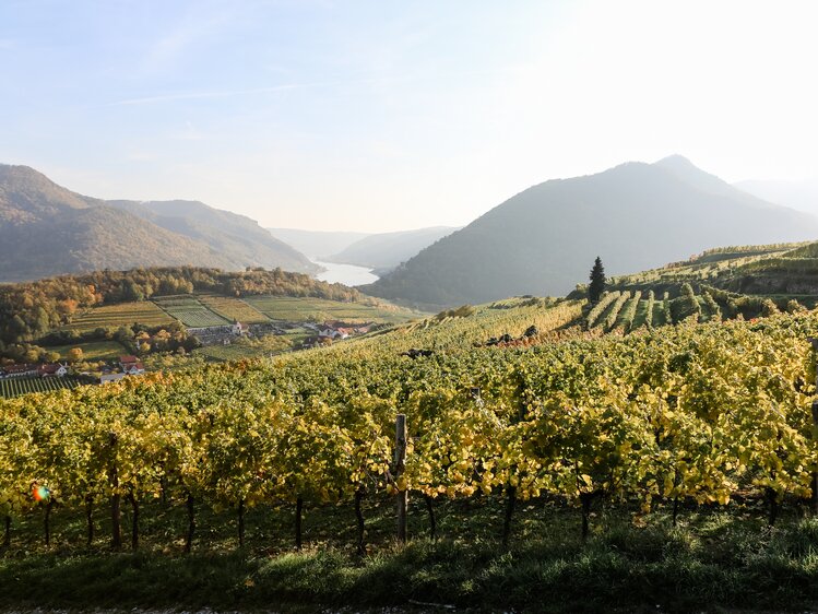 Wachau Weinherbst | © Niederösterreich Werbung / schwarz-koenig.at