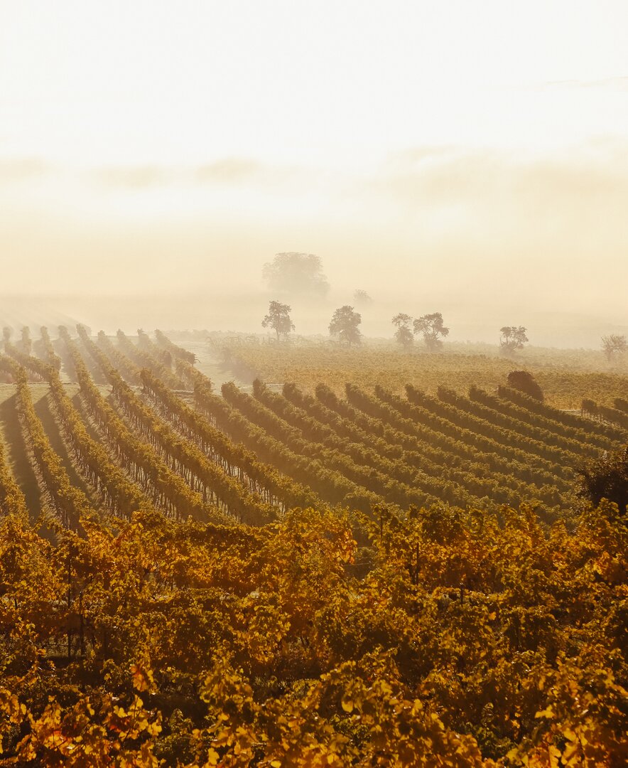 Herbstlandschaft im Traisental | © Niederösterreich Werbung / schwarz-koenig.at