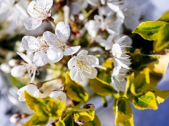 Blühender Obstbaum, Nahaufnahme | © Urlaub am Bauernhof Oberösterreich / Puremotions Photography