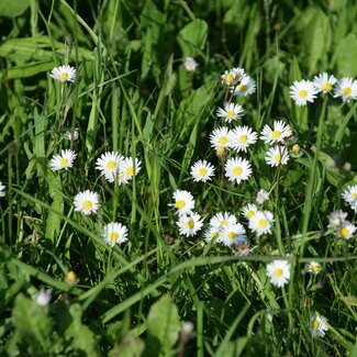 Gänseblümchen blühen auf der Wiese | © Urlaub am Bauernhof Oberösterreich / Reinhold Weissenbrunner