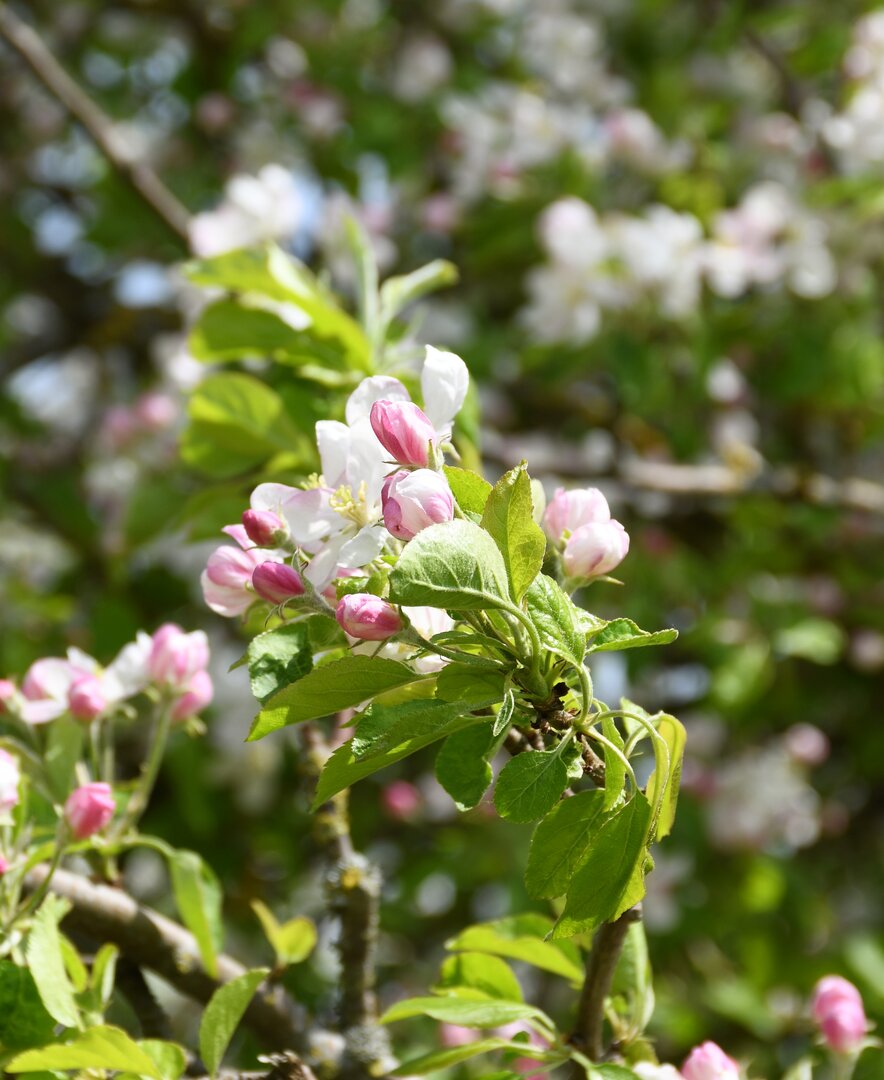 Rosa-weiße Obstbaumblüte | © Urlaub am Bauernhof Oberösterreich / Harald Puchegger