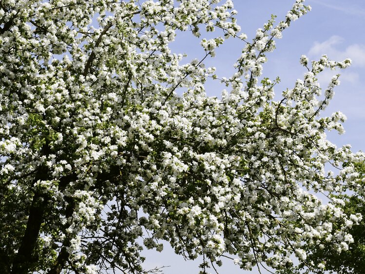 Weiß blühender Obstbaum in der Region Innviertel-Hausruckwald | © Urlaub am Bauernhof Oberösterreich / Harald Puchegger