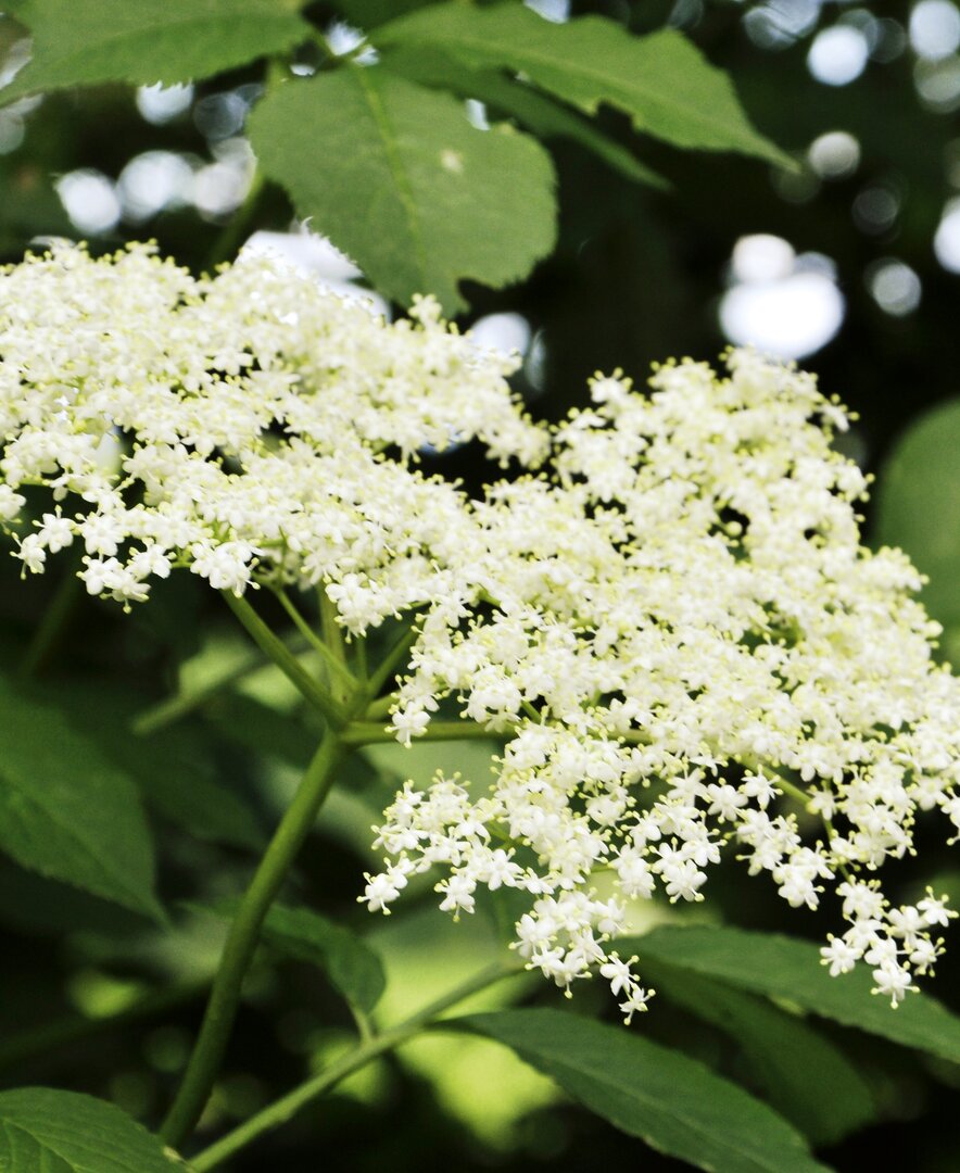 Nahaufnahme einer Holunderblüte am Strauch | © Urlaub am Bauernhof Oberösterreich / Harald Puchegger