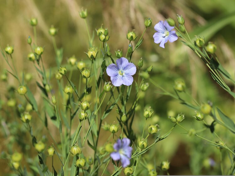 Gemeiner Lein - Nahaufnahme der Pflanze mit blauer Blüte | © Urlaub am Bauernhof Oberösterreich / pixabay