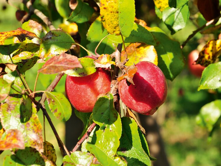 Ein Apfel hängt am Apfelbaum | © Urlaub am Bauernhof Oberösterreich / Harald Puchegger