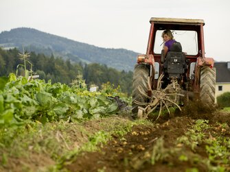 Frau fährt mit dem Traktor und erntet Erdäpfel | © Urlaub am Bauernhof Oberösterreich / Karin Lohberger