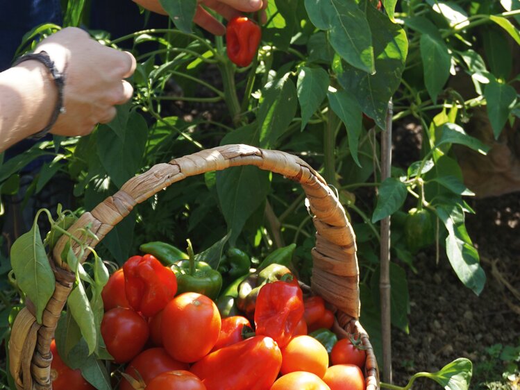 Paprika werden vom Strauch geerntet | © Urlaub am Bauernhof Oberösterreich / Harald Puchegger