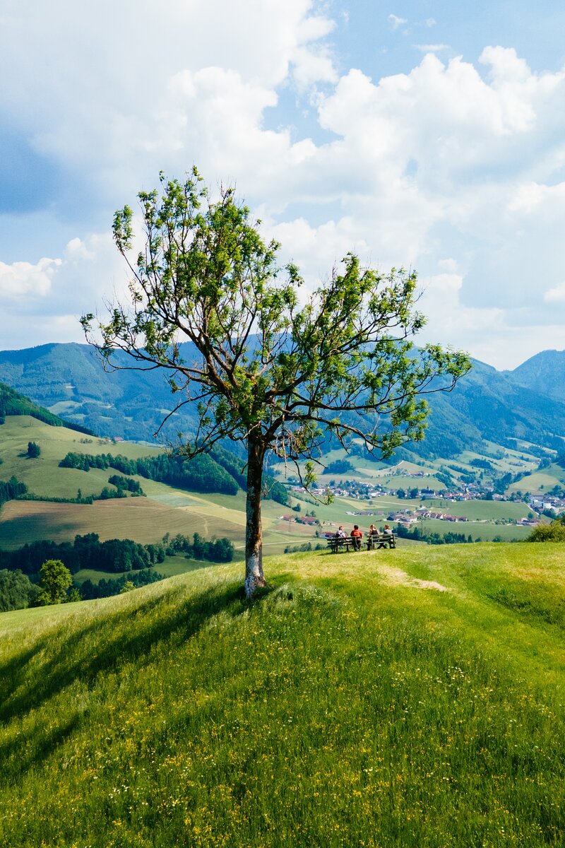 Traumhafte Aussicht im Sommer in der Nationalparkregion Kalkalpen | © Urlaub am Bauernhof Oberösterreich / Daniel Gollner