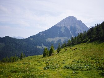 Landschaft auf der Alm in der Nationalparkregion Kalkalpen | © Urlaub am Bauernhof Oberösterreich / Harald Puchegger