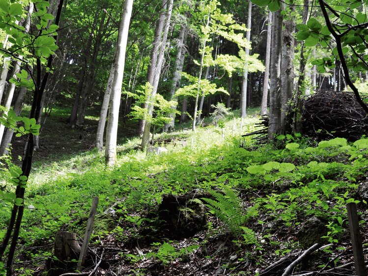 Buchenwald im Frühling | © Urlaub am Bauernhof Oberösterreich / Harald Puchegger