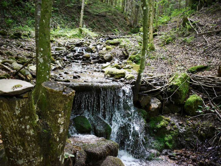 Waldbach in der Nationalparkregion Kalkalpen | © Urlaub am Bauernhof Oberösterreich / Harald Puchegger