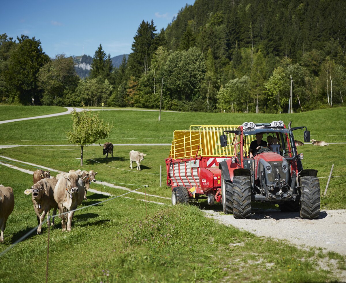 Traktor und Kühe | © Urlaub am Bauernhof / Alexander Kaiser