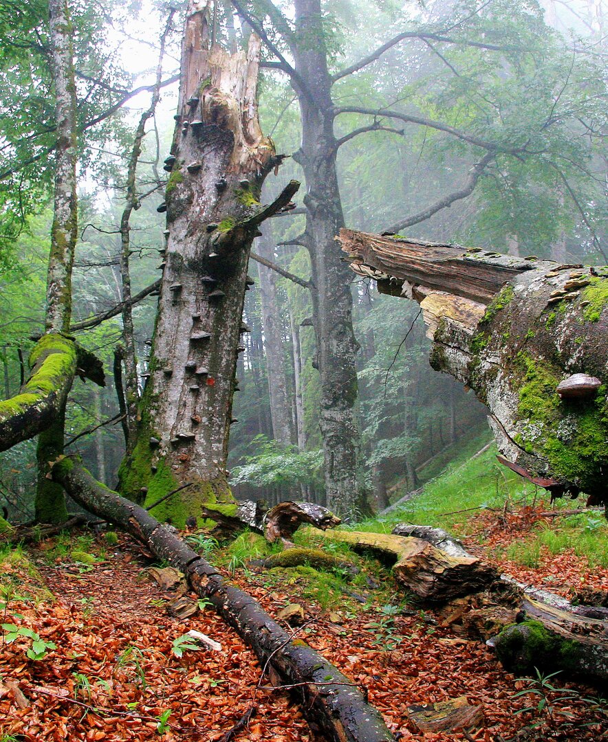 Alte Buchenwälder UNESCO Welterbe im Nationalpark Kalkalpen | © Oberösterreich Tourismus GmbH / Erich Mayrhofer