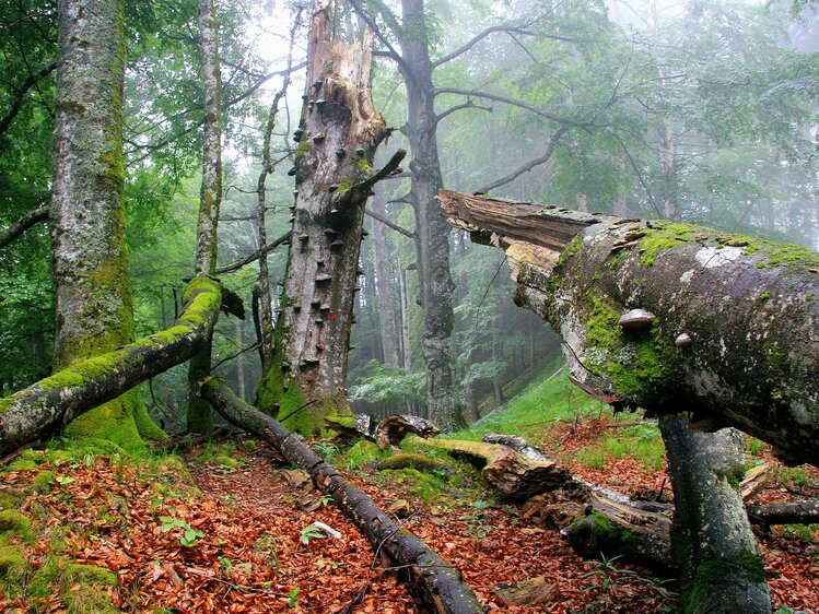 Alte Buchenwälder UNESCO Welterbe im Nationalpark Kalkalpen | © Oberösterreich Tourismus GmbH / Erich Mayrhofer