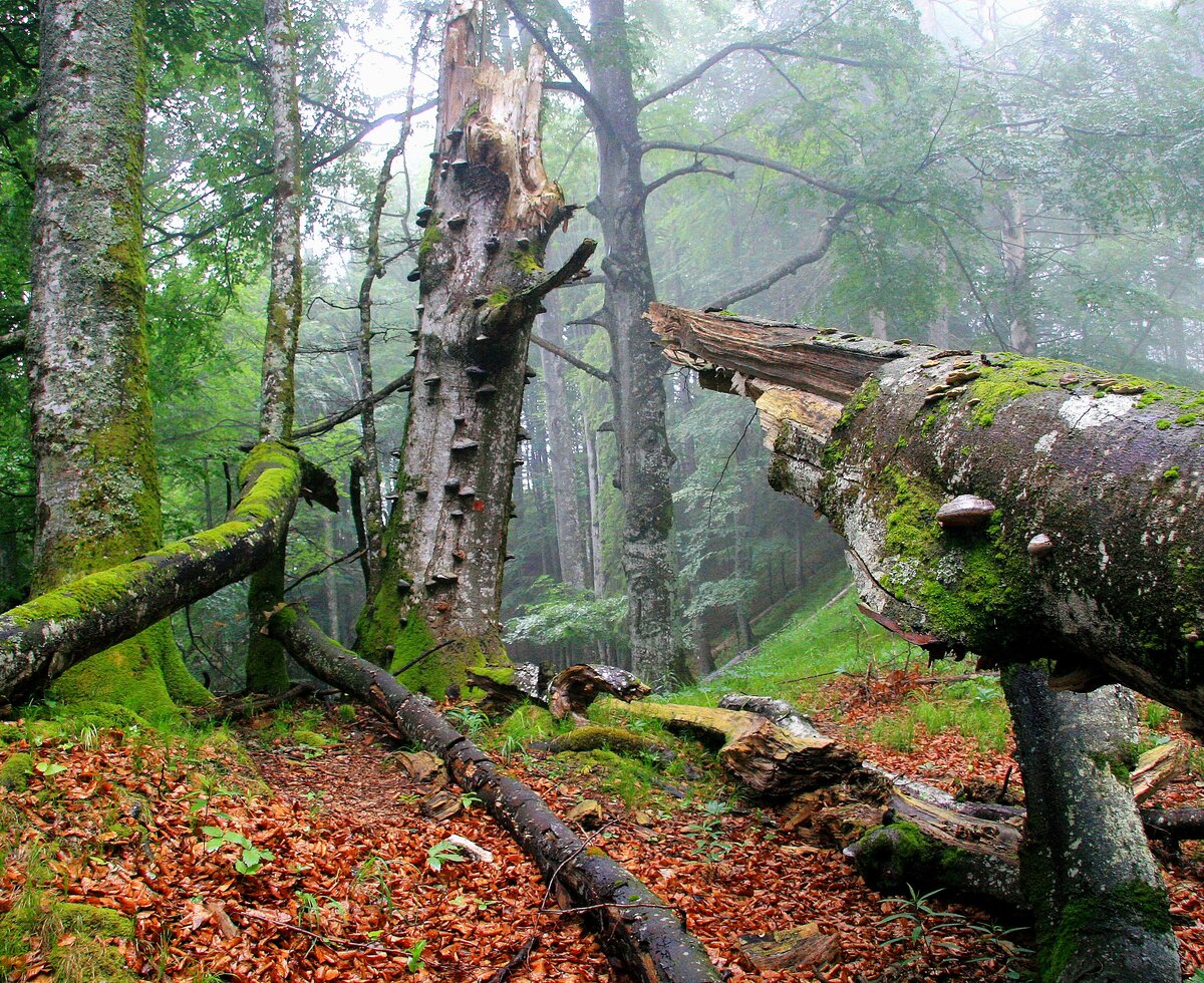 Alte Buchenwälder UNESCO Welterbe im Nationalpark Kalkalpen | © Oberösterreich Tourismus GmbH / Erich Mayrhofer