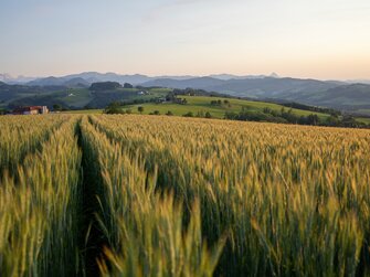 Getreidefeld im Abendlicht mit Bergpanorama im Hintergrund, Nationalparkregion Kalkalpen | © Urlaub am Bauernhof Oberösterreich / Michael Leitner