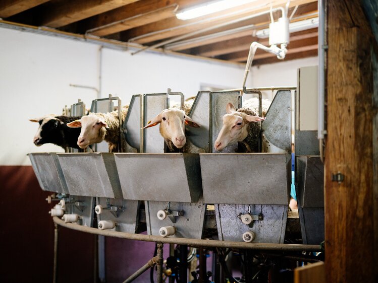 Schafe im Melkstand | © Urlaub am Bauernhof Oberösterreich / Daniel Gollner