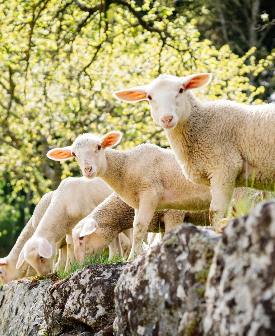 Lämmer grasen auf der Weide auf einer Steinmauer | © Urlaub am Bauernhof Oberösterreich / Daniel Gollner