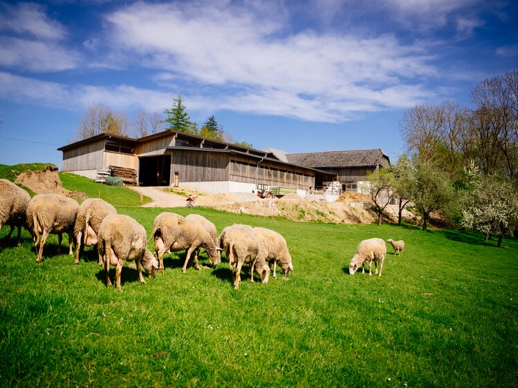 Schafherde auf der Weide vor dem Bauernhof | © Urlaub am Bauernhof Oberösterreich / Daniel Gollner