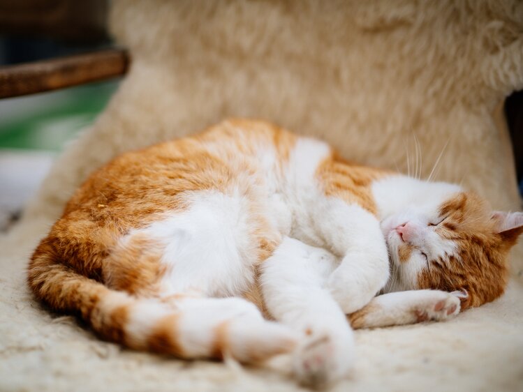 Katze schläft am Schaffell eingerollt | © Urlaub am Bauernhof Oberösterreich / Daniel Gollner