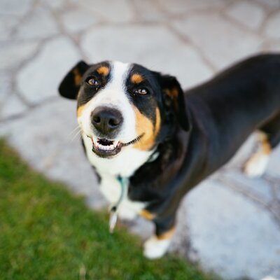 Hund schaut in die Kamera | © Urlaub am Bauernhof Oberösterreich / Daniel Gollner