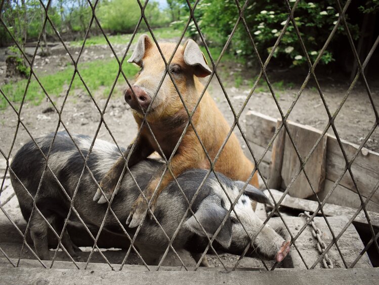 Zwei Turopolje Schweine schauen her | © Urlaub am Bauernhof Oberösterreich / Harald Puchegger