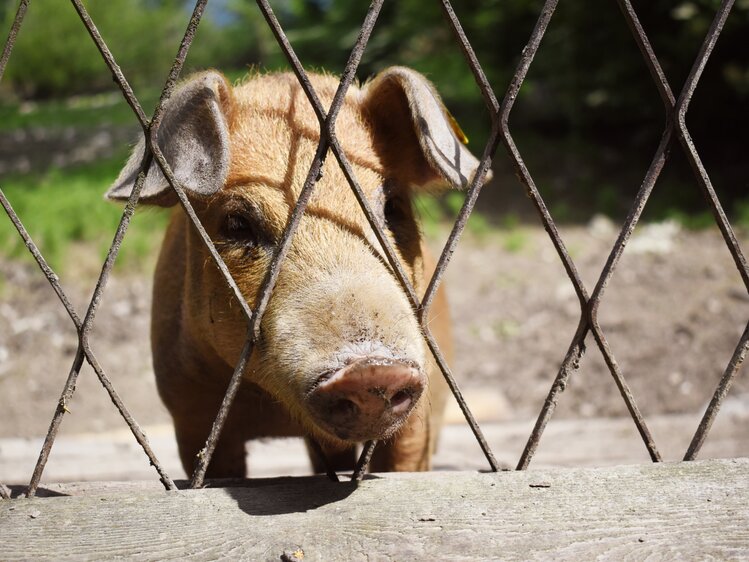 Turopolje Schwein schaut durch den Zaun | © Urlaub am Bauernhof Oberösterreich / Harald Puchegger