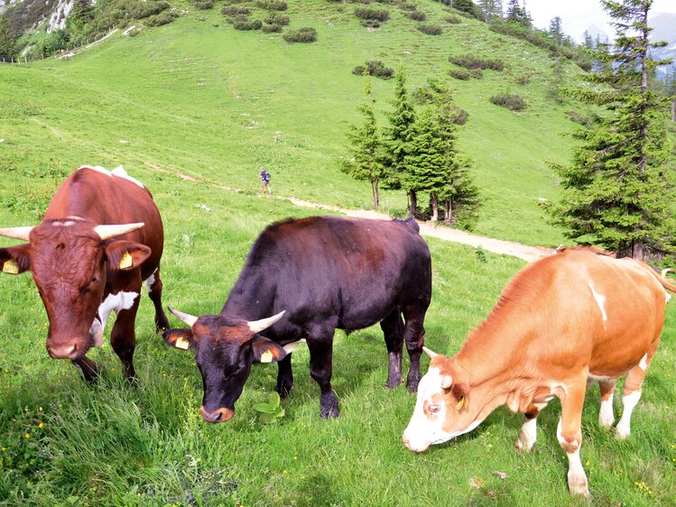 Tux-Zillertaler und Pinzgauer Rinder grasen auf der Alm | © Urlaub am Bauernhof Oberösterreich / Harald Puchegger