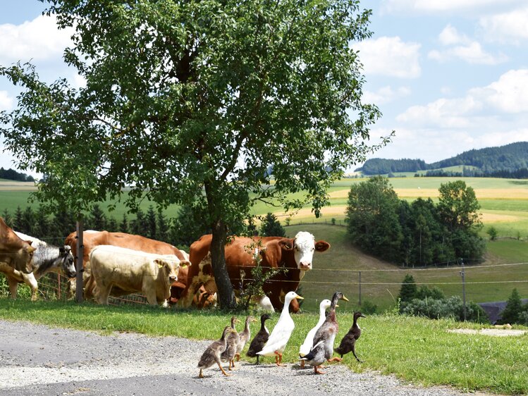 Enten überqueren die Straße vor einer Kuhherde | © Urlaub am Bauernhof Oberösterreich  Harald Puchegger