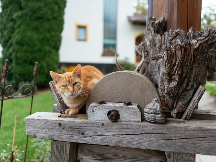 Eine Katze sitzt auf dem Holzzaun. | © Urlaub am Bauernhof Oberösterreich / Daniel Gollner