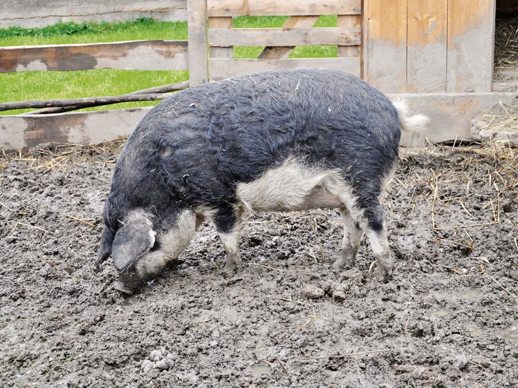 Wollschwein (Mangalica) wühlt im Dreck | © Urlaub am Bauernhof Oberösterreich / Harald Puchegger