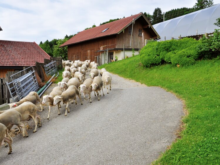 Schafe laufen auf die Weide | © Urlaub am Bauernhof Oberösterreich / Harald Puchegger