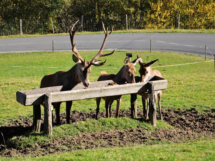 Rotwild | © Urlaub am Bauernhof Oberösterreich / Harald Puchegger