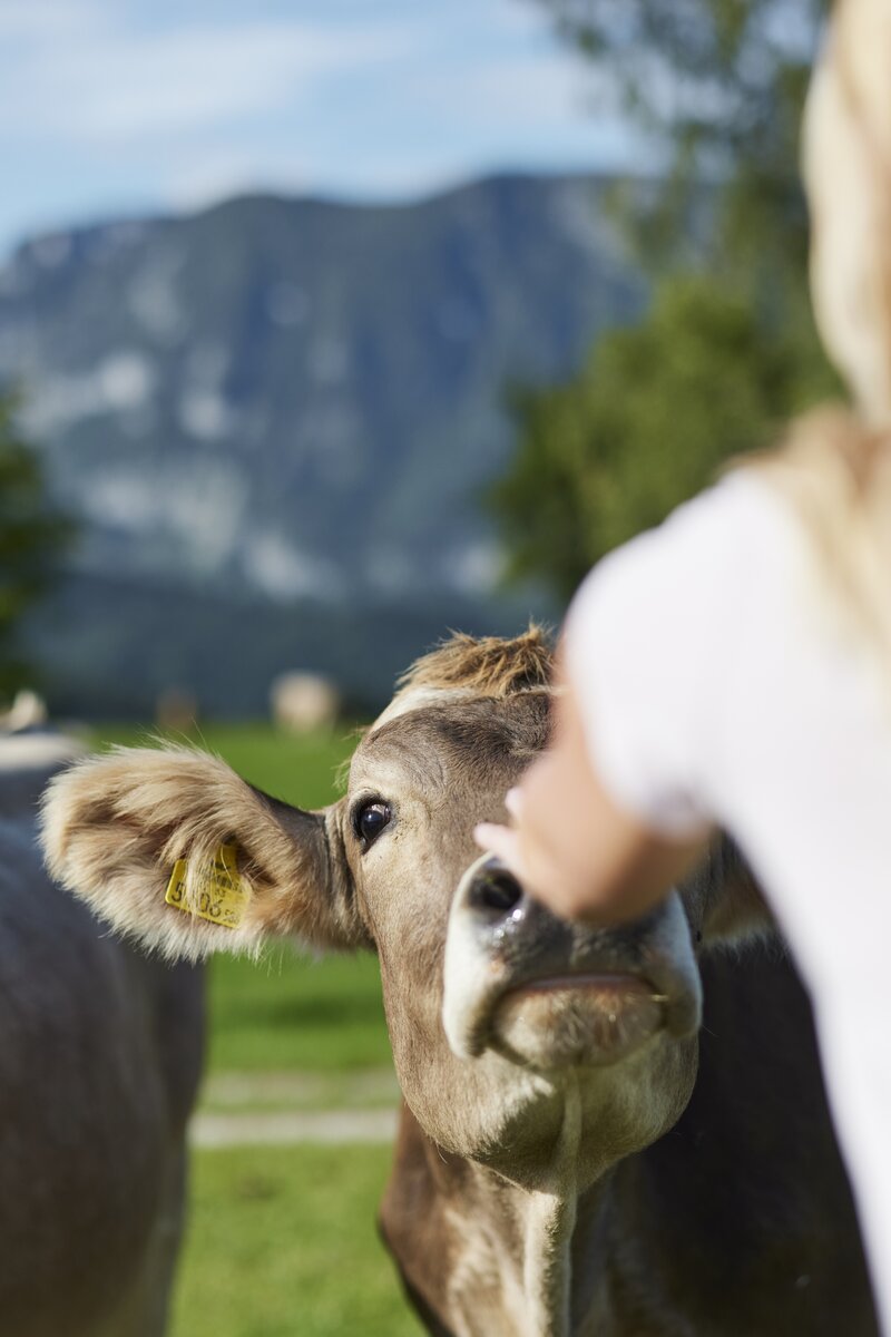 Frau berührt die Nase einer Kuh | © Urlaub am Bauernhof Oberösterreich / Alexander Kaiser