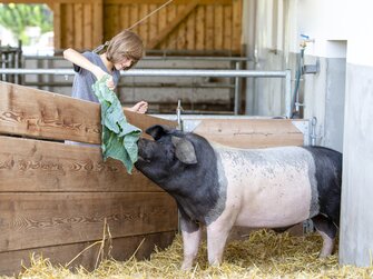 Schwäbisch-Hällisches Landschwein wird mit Kohlblättern gefüttert | © Urlaub am Bauernhof Oberösterreich / Andreas Hofer