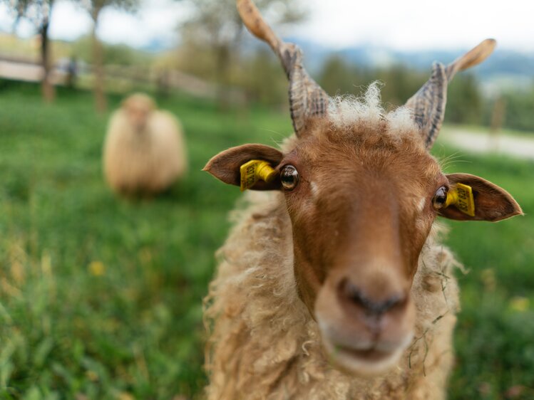 Zackelschaf blickt in die Kamera | © Urlaub am Bauernhof Oberösterreich / Daniel Gollner