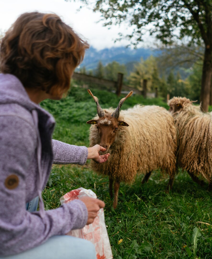 Bäuerin mit Zackelschafen | © Urlaub am Bauernhof Oberösterreich / Daniel Gollner