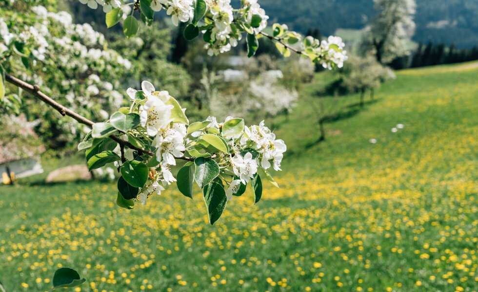 Kirschblüten | © Urlaub am Bauernhof / Daniel Gollner 