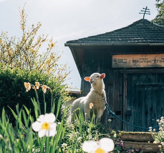 Schaf steht vor der Hütte  | © Urlaub am Bauernhof / Daniel Gollner