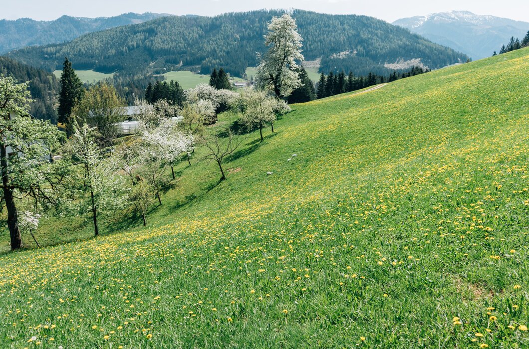 Wiese mit Löwenzahn | © Urlaub am Bauernhof / Daniel Gollner 