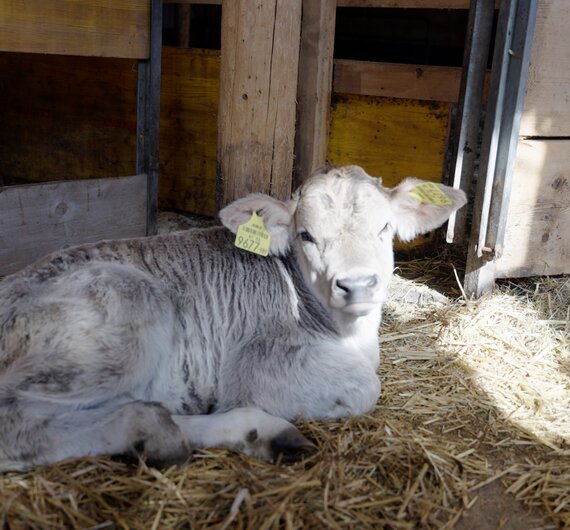 Kalb liegt im Stall | © Urlaub am Bauernhof / Daniel Gollner