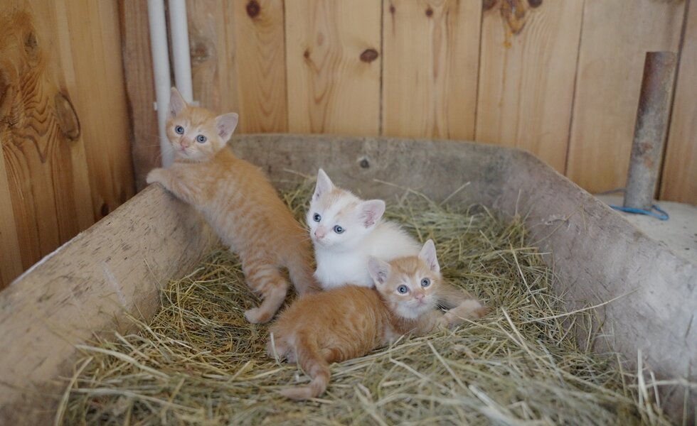 Babykatzen | © Urlaub am Bauernhof / Daniel Gollner