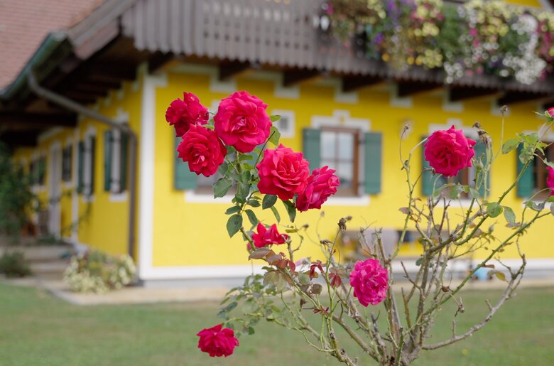 Blumen mit Hof im Hintergrund | © Urlaub am Bauernhof / Daniel Gollner